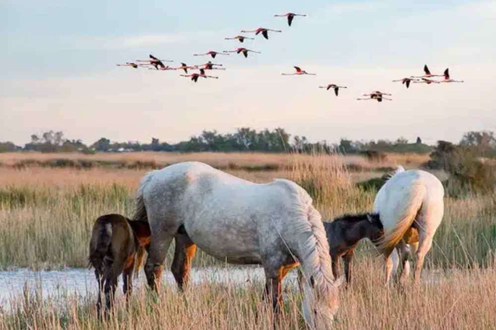 La Camargue